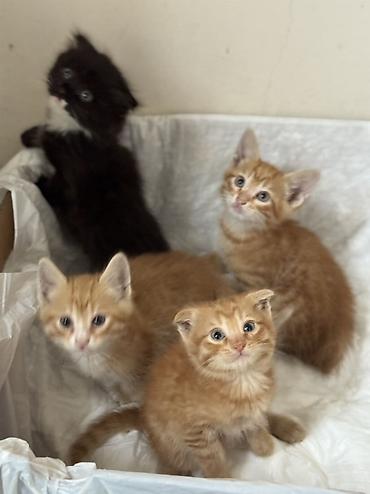 Pişiklər: Tabbi, Erkək, Dişi, Yaxşı əllərə — 7