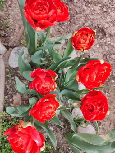 луковица тюльпана купить в Кыргызстан | Куплю дом: Продаю луковицы тюльпанов пионовидных