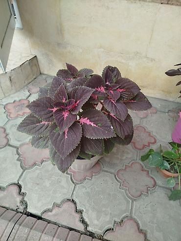 Комнатные растения в горшках: 1) Пестролистный коулеус (Coleus)