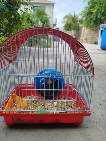 Digər heyvanlar: 1 aydı alınıb hər şeyi var.su qabı, yemək qabı, qəfəsi — 9