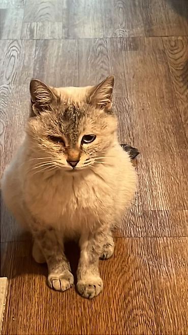 Отдам даром кошку: Кошка даром: Беспородная, 1 год, Мальчик, Кастрирована, Приучена к лотку, Проглистована — 12