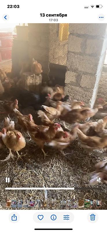 yumurta satışı: Toyuq, Yumurtalıq — 1