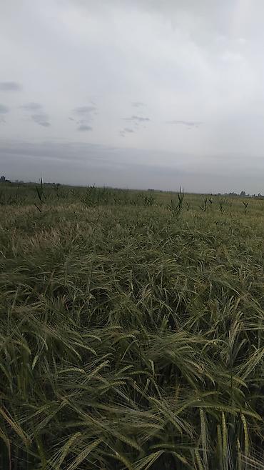 участок 5: 129 соток — 8