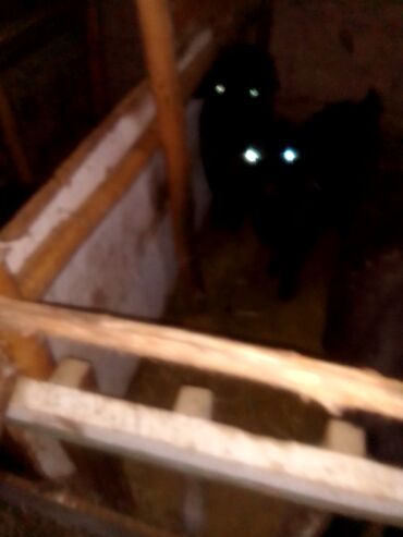 Козы, козлы: Продаю | Козлёнок | Для разведения — 5