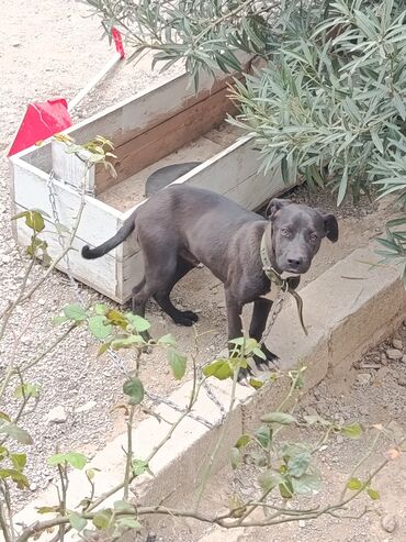 şpiç iti: Çox oynayan və ağıllıdır. maşına minib apara bilərsən gəzdirməyə