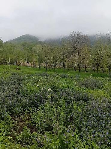 hovsanda torpaq satilir 2025: 10 sot, Kənd təsərrüfatı, Kupça (Çıxarış) — 3