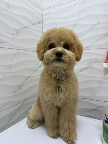 Услуги ветеринара: Продаем в хорошие, заботливые руки мини-пудель, девочка, 7 месяцев( — 2