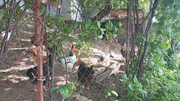 Həyət evləri və villaların satışı: 2 otaqlı, 50 kv. m — 3