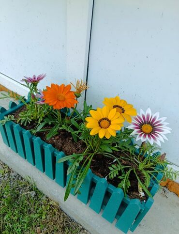 Bitkilər üçün dibçəklər: Dipcək dipcek qablar dipcek qablari gul qabilar Her razmerde ve ferqli — 6