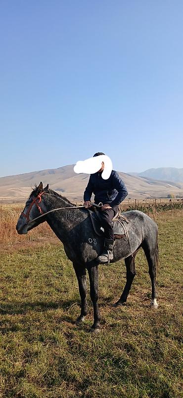бравекто для собак бишкек: Продаю | Конь (самец) | Кара Жорго | На забой, Рабочий | Племенные, Осеменитель, Мерин — 1