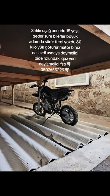 dalmatin iti: Kanqal, 6 ay, Dişi