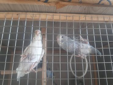 Tutuquşları: Satilir.Yuvadan yeni cixib.Sadece olaraq tukleri az cixib.7