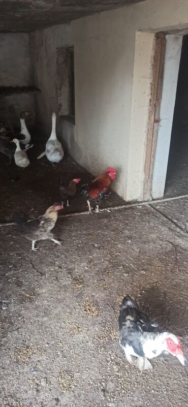 Ördəklər: 3 ed qazdı - 1i linda qazı 6 eded ördekdi - 1i lala ördek + 2 eded