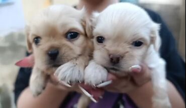 ağ göyərçin: Pekines, 1 ay, Erkek, Peyvəndli, Ünvandan götürmə