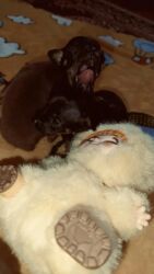 объявления о найденных собаках: Щенки мелкой породы (карманный формат)готовы к брони.(2 мальчика и 2