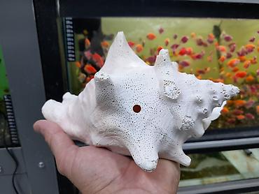 kompressor akvarium: Böyük dekorativ dəniz ilbiz qabığı ünvan : metro 8 Noyabr ( Papanin ) — 3