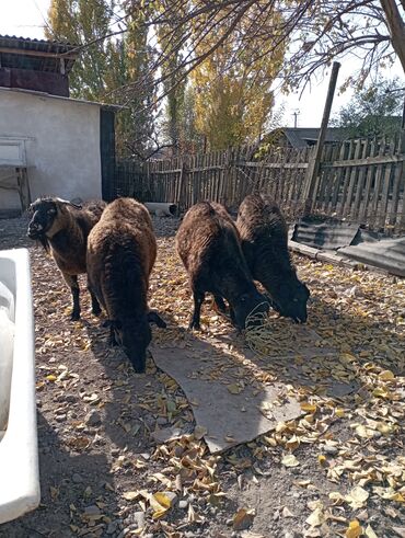 дом для животных: Продаю | Коза (самка) | Полукровка