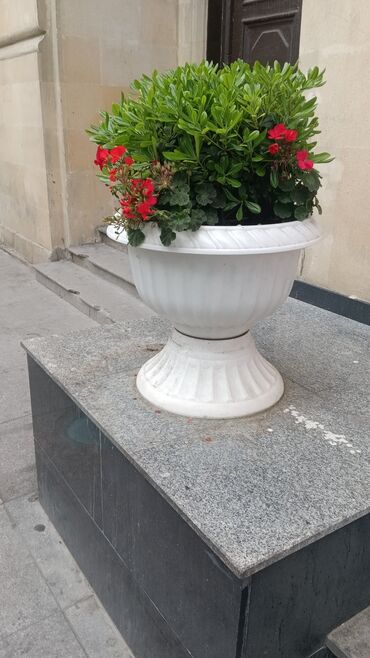 Şitillər: Qazon landşaft #qazon #torf #torf250litrlik Ekolayf #ekolayf balaken — 15