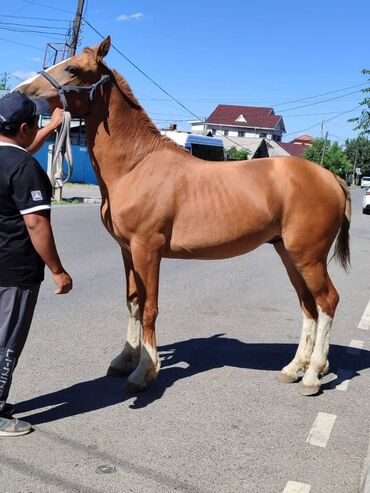 детские лошади: Продаю | Жеребенок | Дончак | Конный спорт | Племенные