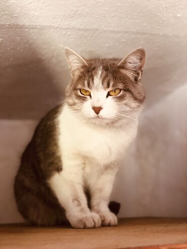 британская лиловая кошка: Домашняя кошка Со связи с переездом отдам по доступной цене в добрые