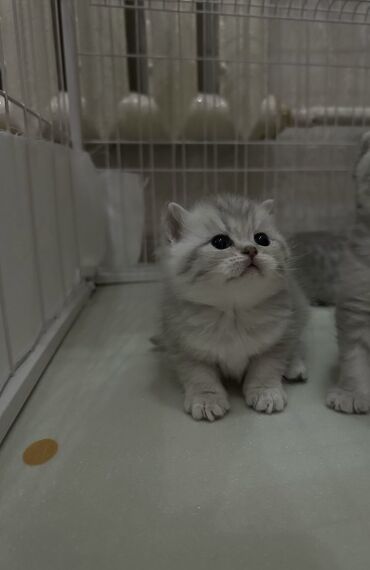 Продажа кошек: Скотиш Страйт (Шотландская прямоухая), 2 месяца, Девочка, Серый, Приучена к лотку