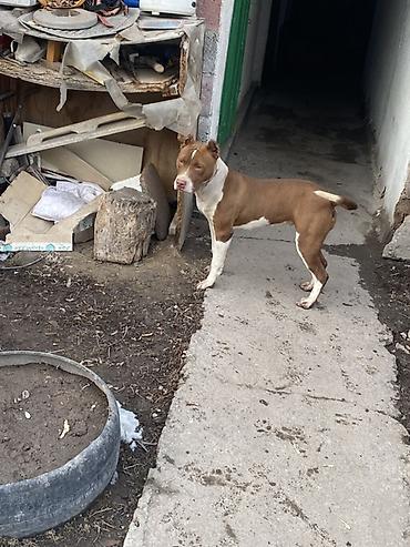 Продажа собак: Питбуль, 8 месяцев, Самка, С прививкой — 10