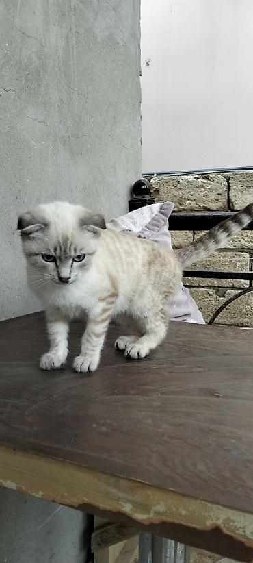pişik şotland: Şotland, Dişi — 1