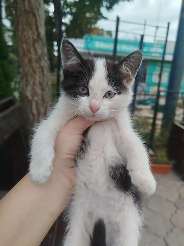 жаны уйлор: 2 очаровательных котёнка ищут себе семью очень нежные и ласковые отдам — 1