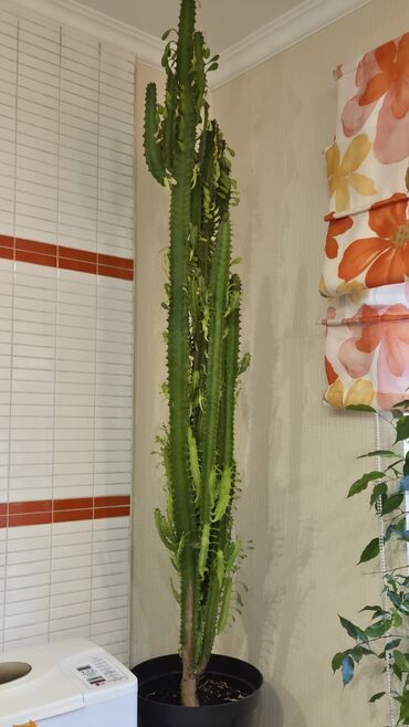 талас терек: Высокий суккулент Euphorbia trigona (молочай треугольный) в напольном
