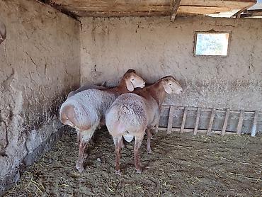 купить арашан баран: Продаю | Баран (самец) | Арашан | Для разведения — 10
