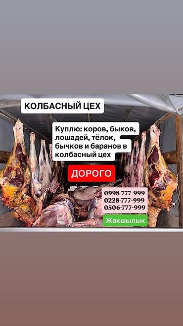 собака щенки: Колбасный цех : Бараны, овцы, Коровы, быки, Лошади, кони, | На забой, на мясо — 2
