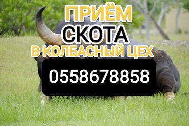 продаю продам продается: Куплю | Коровы, быки, Лошади, кони | Круглосуточно, Любое состояние, Забитый