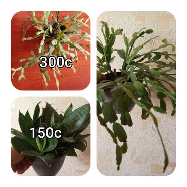 Садовые цветы и кустарники: Саженцы цветка — 22