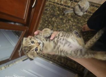 манчкин котята купить: Шотландские вислоухие котята (Scottish Fold) - Окрас: серебристый — 2