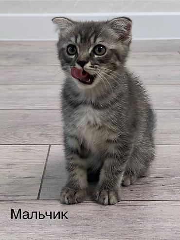 Мышыктар: Шотландские котята: 1) девочка (Scottish fold) ПРОДАНА 2) девочка — 2