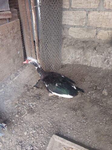 Ördəklər: Salam yerli və cins ördəklər satılır 20-70 manat arası ünvan Gəncə - — 8