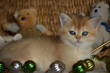 Pişiklər: Qızıl şinşilla, Erkək, Dişi, Ünvandan götürmə — 7