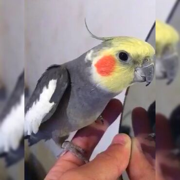 Ələ tam öyrəşmiş, cütə hazır, erkək korella satıram. Qətiyyən