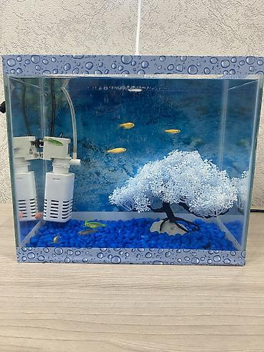 akvarium qizdirici: Dördbucaq akvarium, Boş, 10 l, Ünvandan götürmə, Pulsuz çatdırılma, Ödənişli çatdırılma — 2