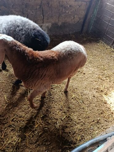 продажа баранов в бишкеке: Продаю | Овца (самка) | Для разведения