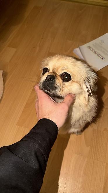 Pişiklər: Yaxşı əllərə — 4