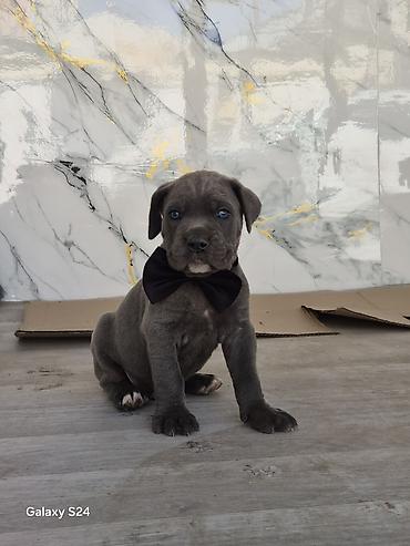 Kane-Korso, 1 ay, Erkək, Peyvəndli, Ünvandan götürmə lalafo.az -da Kane-Korso, 1 ay, Erkək, Peyvəndli, Ünvandan götürmə