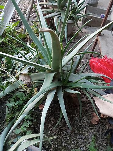 алоэ вера ош: Алоэ вера (Aloe vera) — крупные взрослые розетки с мясистыми — 3
