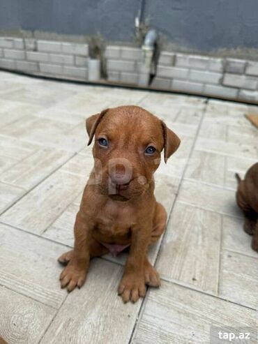 Balıqlar: Pitbul, 1 ay, Erkek, Ünvandan götürmə