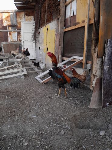 Xoruzlar: Məhsul: Xoruz (yerli döyüş/əsilzadı tipli) Təsvir: - Uzun bədənli — 12