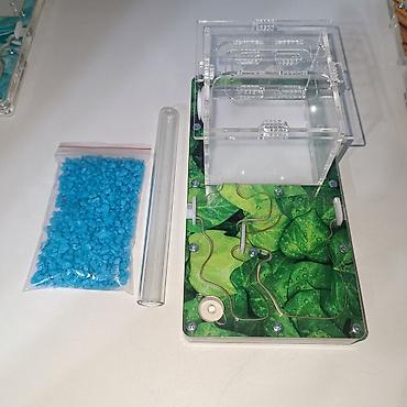 Другие животные: ‼️Колонии Муравьев с Формикариями разныные колоний большой выбор — 10