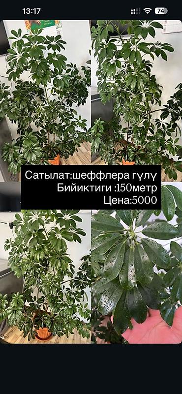 солёный болгарский перец: Шеффлера (комнатное дерево-зонтик) - Высота: 1,50 м - Горшочное — 1
