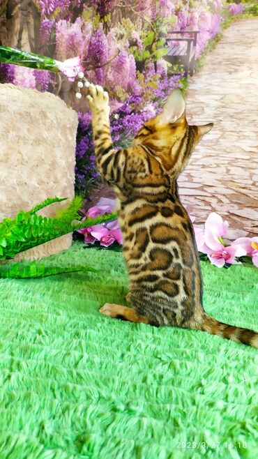 Продажа кошек: Друзья!! Проф питомник Бен Гла Мур Предлагает Шикарных элитных — 18