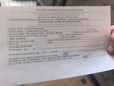сабака секс девушка: Дратхаар, 3 месяца, Самец, С родословной — 8