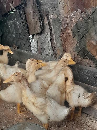 Kənd təsərrüfatı quşları: 31 günlüy kuban ördeyleri satılır hamısını alan olsa 4 .az sayda — 2